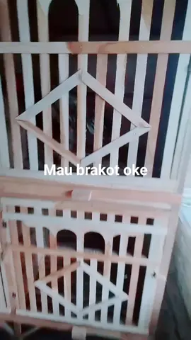 asal tidak BK selatan gas #pakoybrutalbrakot  #bkklasik 