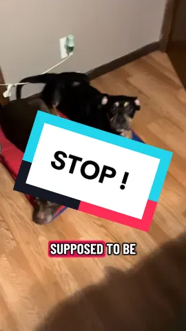 Still cute though #americanbully #servicedog #follow #view #like