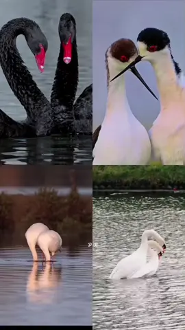 Beautiful birds #bird #dance #Love #nature #fyp 