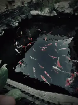 tai me khong thay thoi... #xh #xhtiktok #buon 