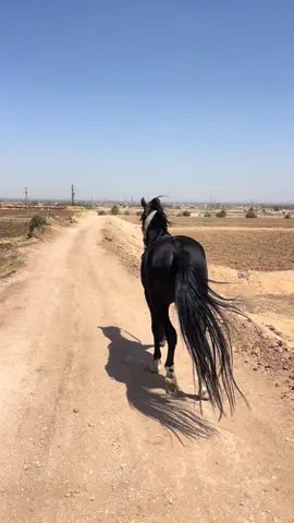 #علي 