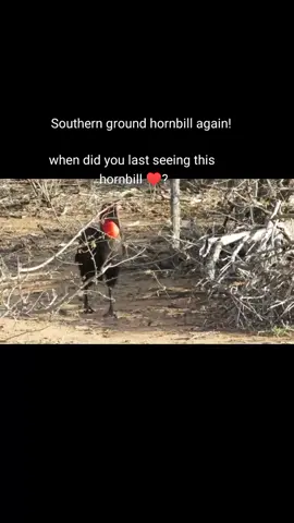 #birds#bird #bird#birdlife #bird #natgeo #wild#wildlife #wild #wildanimals #bird #southafrica #africa #kenya #bird #burdwatcher #birdwatching #birdsoftiktok #t