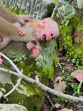 please rescue me now : Reaction Baby Lynx! #abandoned #babymonkey🐒❤️ #Monkey #babymonkey #poormonkey #Balina