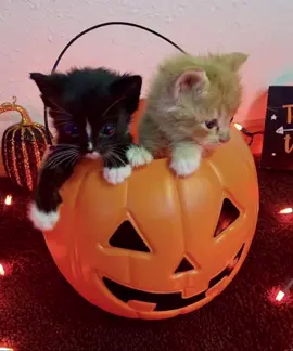 #fall #halloween #cats #fyp #viral 