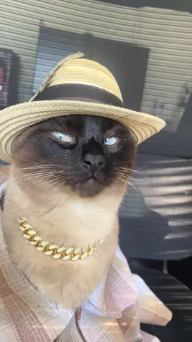 #cat #gato #chicano #lowrider #fyp 