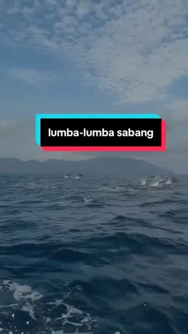 Ingin melihat lumba-lumba kejar kejaran? cukup ke sabang kamu akan disuguhkan dengan begitu banyak lumba-lumba 🐬. #aceh #indonesia🇮🇩 #wonderful #viral #fyp 