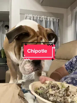 Mom is eating chipotle  like I'm not even here.  #englishbulldogsoftiktok #chipotle #fulltimervdog #englishbulldog 