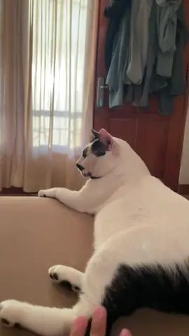 abang kumis #fyp #lucu_ngakak #catslovers #kumiskucing 