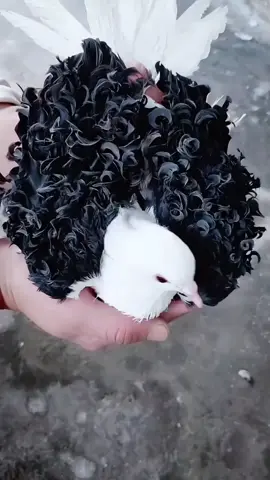 Beuaty Frilback 😘😘 #güvercin #frilback #tauben #pigeon #pigeonlover 