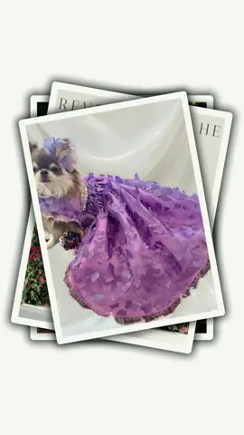 Luxurious Holiday Howns  #jordanvalentino #petfashion #holidays #holidayfashion #gowns 