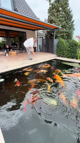 Carstens 40.000 Liter Koiteich 😍🌟 #konishikoi #fyp #koi #koiteich #pond