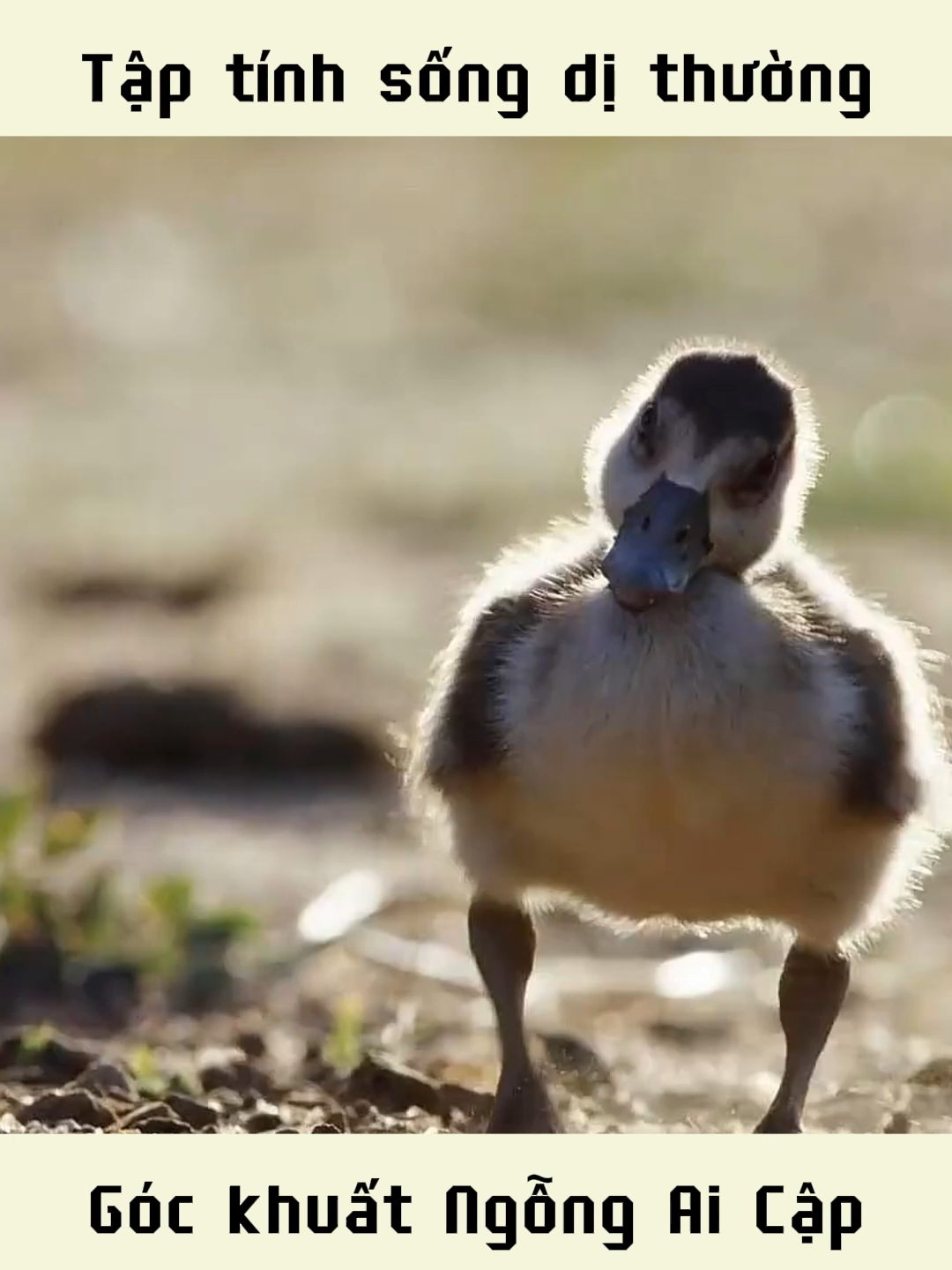 Góc khuất Ngỗng Ai Cập #facts #animals #knowledge #funfacts