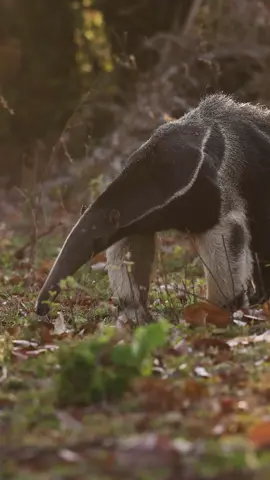 What a crazy animal! Giant anteater in Brazil #wildlife #nature #travel 