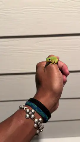 I found a frog