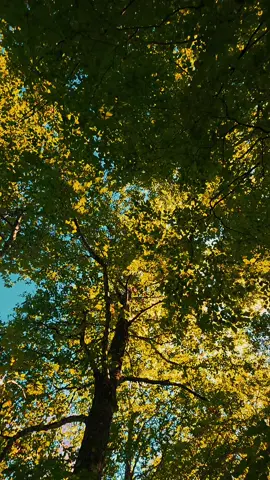 #capcat #tiktok #cascades #laubrac #randonnée 