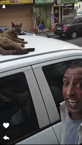 #عمان #الشعب_الصيني_ماله_حل😂😂 #عابر_القارات🔕 #البحرين #cats 