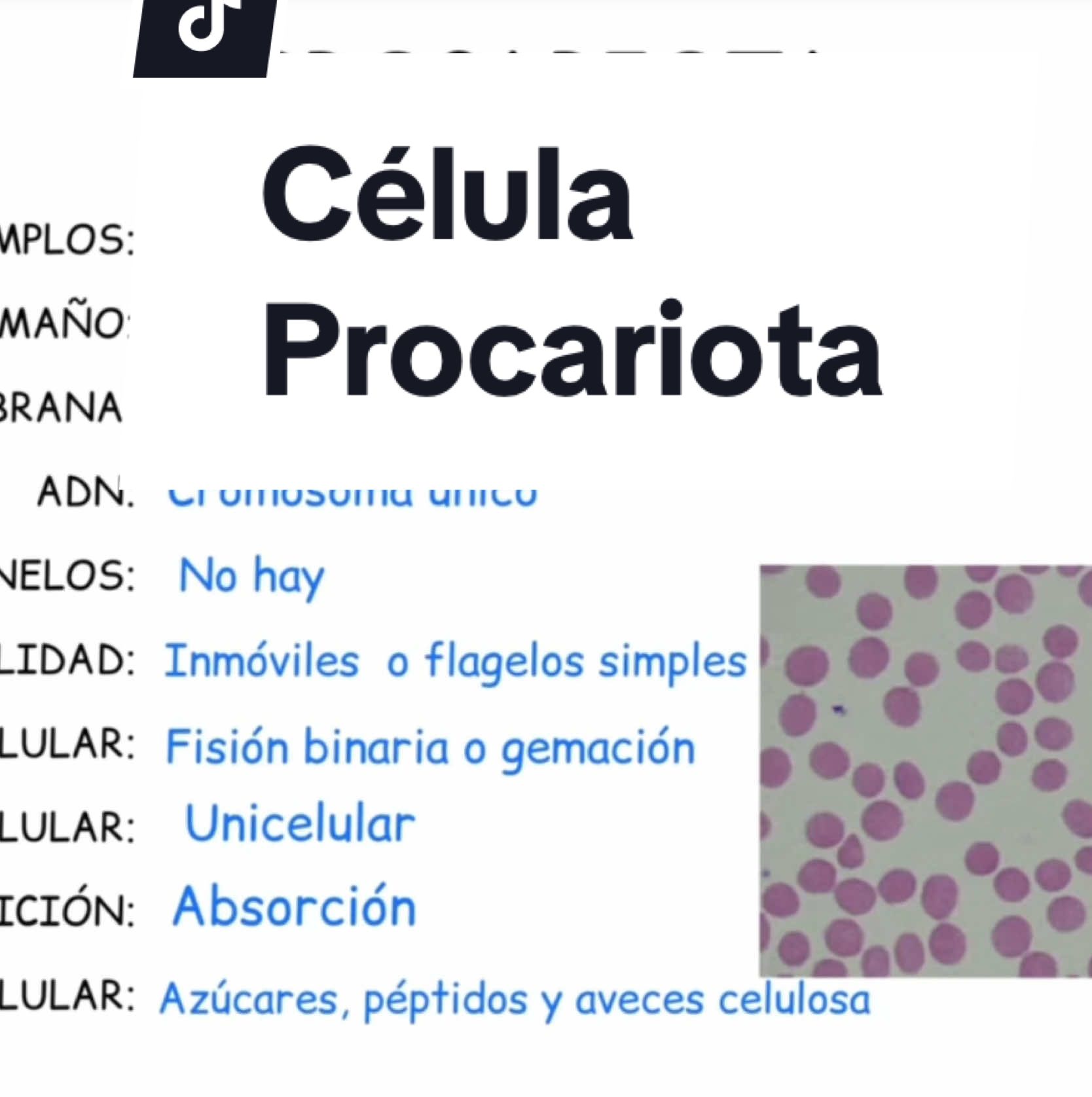 Explicamos las características de la célula procariota #biologíayecología  #biologia #ciencia 