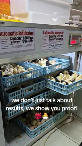 At Kilimo Incubators Ltd – where farming meets innovation, we don’t just talk about results, we show you proof! 💯🐣 Here is a live video of our 528-egg capacity incubator delivering amazing hatching results. When you invest in our incubators, you are guaranteed performance, reliability, and peace of mind. ✅ High hatch rate ✅ Reliable backup systems ✅ Easy to operate ✅ Perfect for farmers who want to scale up When you purchase from us, you’re not just buying a machine – you’re investing in success and growth for your poultry business. 🌱🐓 📍 Visit us today in Nairobi CBD – Ruby Mall near Buscar or at our godown along Eastern Bypass opposite Modern Coast near Northlands. 📞 Call/WhatsApp: 0728 910633 / 0727 754766 👉 Watch this video and see for yourself why farmers trust Kilimo Incubators Ltd! --- 🔖 Hashtags: #KilimoIncubators #PoultryFarming #IncubatorsKenya #528Eggs #Agribusiness     