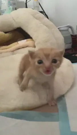 orange#catlover #catsoftiktok #cute #kitten #catbaby 