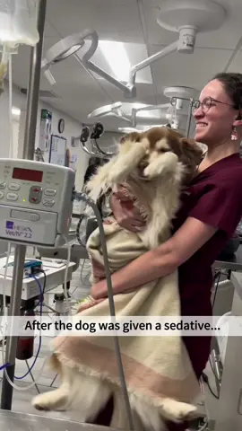 Dogs after anesthesia#LoopyDog #DruggedDog #DogTok #FunnyDogs #FYP  