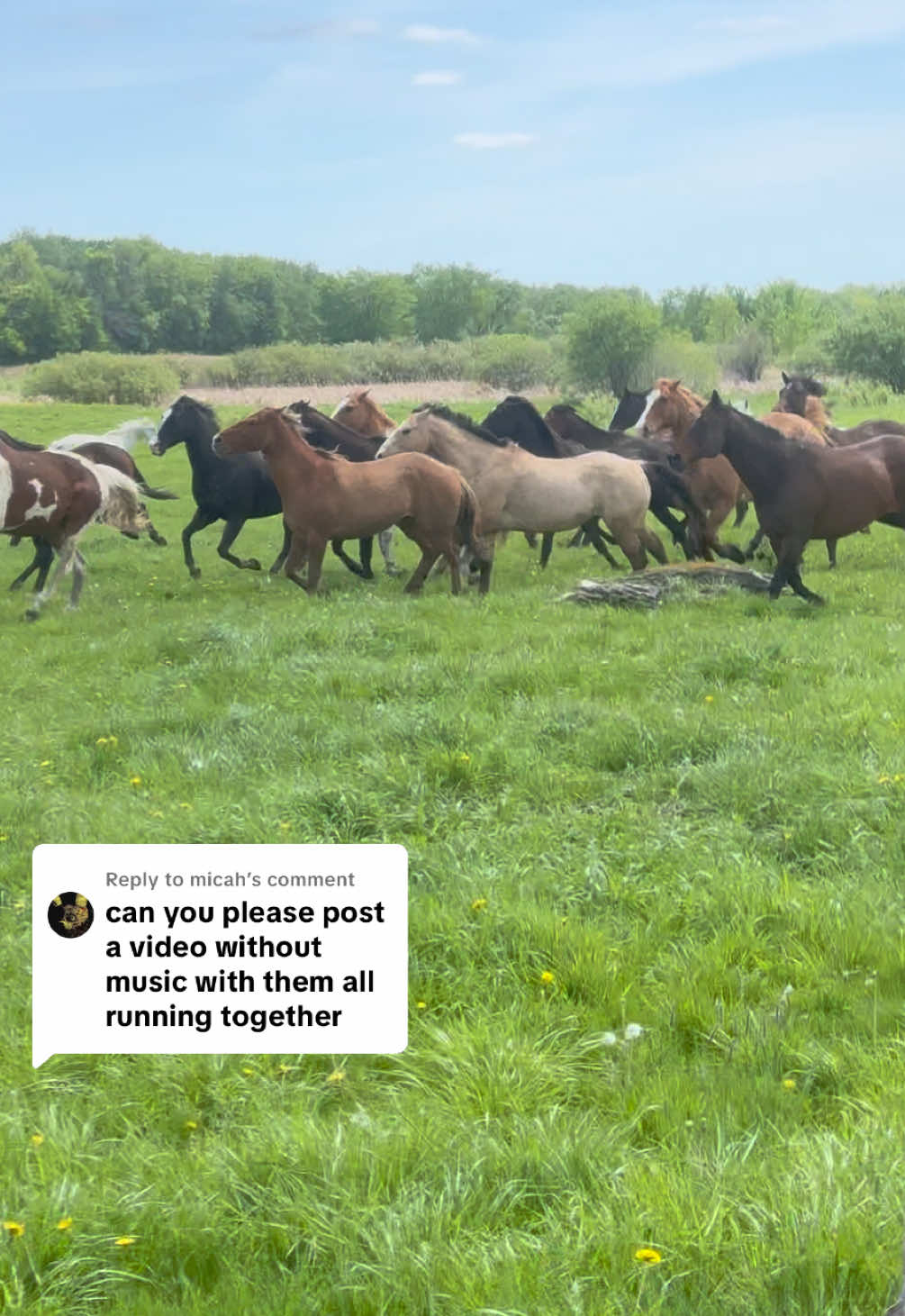 Replying to @micah   #horses #animallover #horselover #freedom #horsesoftiktok 