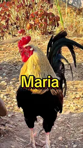 🐔🐔🐔Maria🐔🐔🐔🐔🐔🐔🐔🐔🐔🐔🐔🐔🐔🐔🐔🐔🐔🐔🐔🐔🐔🐔🐔🐔🐔🐔🐔 🐔 🐔#maria #funnymeme #funnyvideos #rooster #funnyanimal 