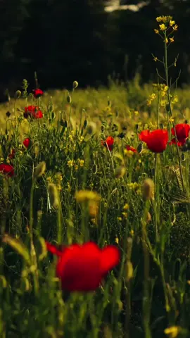 #heartbroken #viral #RealityOfLife #lines #foryoupage❤️❤️ #viral 