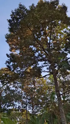 durian rasa tidak di ragukan lagi #durian #jepara24jam #viraltiktok #viralvideo #fyppppppppppppppppppppppp 