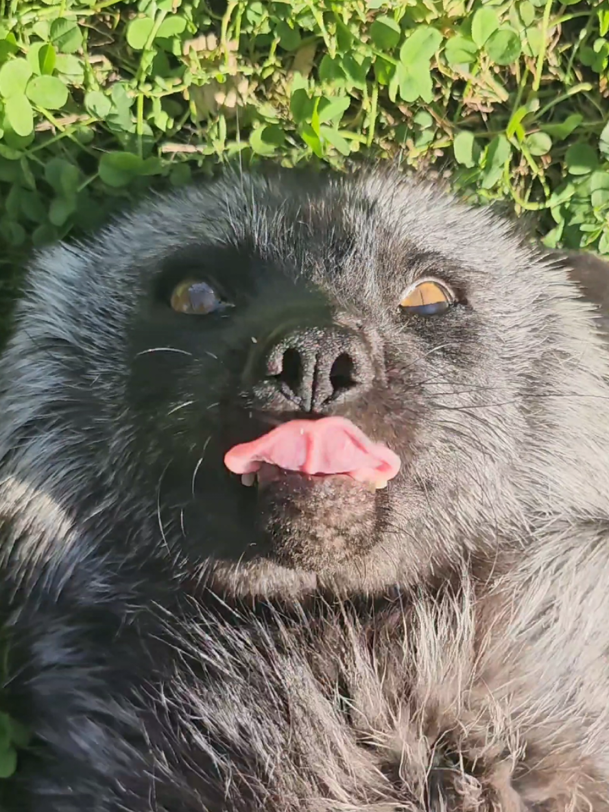 Ruby is having a great day! And she wanted to let you know, we are still fundraising to get the remaining foxes out of their fur farm cages, and into a nice home, so they can be happy just like her! 🦊🧡 We have under 100 left, and you've already helped us save over 400 of them! 🧡🦊 Let's wrap this up for Mikayla! www.saveafox.org to sponsor a fox or get some merchandise! 🔆 SaveAFox is a 501(c)(3) non-profit domestic fox sanctuary. All donations are tax deductible. EIN 82-3454531 🔆 We are completely dependent on the public for donations to do what we do here! If you cannot donate, please interact! Leave comments, like, and share our posts!  🔅Venmo: @saveafox 🔅PayPal: @saveafox Mailed donations for the rescue: 12245 175th St W Lakeville, MN 55044