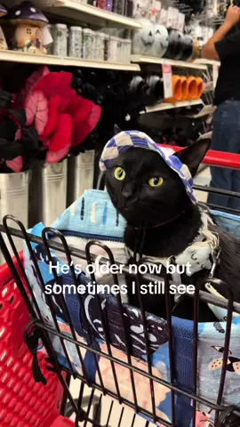 Nico’s has always been a good shopping buddy 🖤🖤🐈‍⬛ #fyp #cat #cats #catsoftiktok #pets 