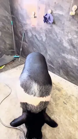 #PetMealTime #AdorableEaters #PetSnacking #PetVids #ForYou 