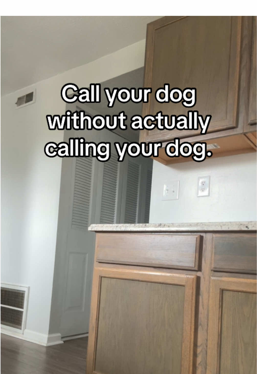 She takes her job as tax collector very seriously. #cheesetax #dogsoftiktok #aussie #australianshepherd 