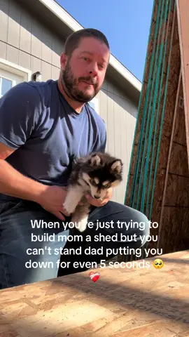 Daisy is the best helper though 🥰#fentysuperbrandday #LanguageLearning #pomsky #farm #toddlersoftiktok 