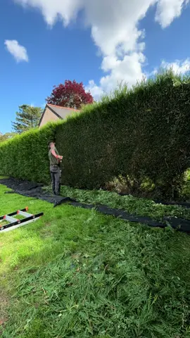 Taille de thuya 🌱🏠 #fyp #landscape #paysagiste #taillehaie #AGDS 