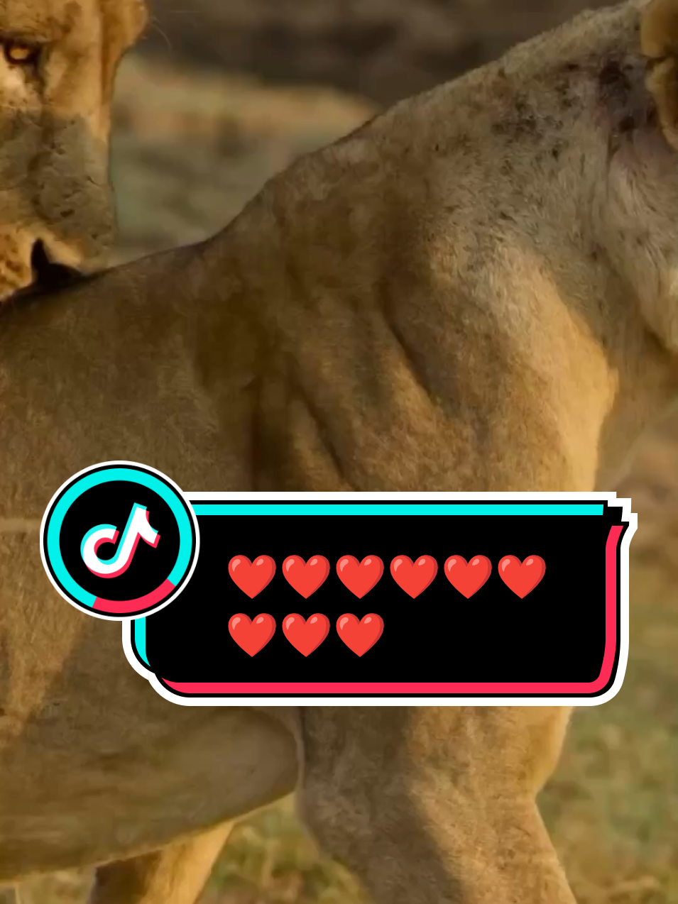 Love's 🫶🇺🇸❤️@Adel' #trending #Love #fyp #foryoupage #usa 