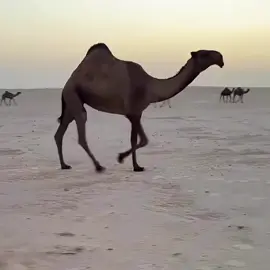 #حرش_العراقيب #فرديات #الصفر #الشعل #عطايا_الله🐪 
