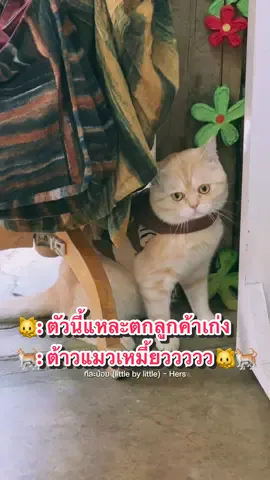 #คุณกุ๊กรีวิวไปเรื่อยๆ #แมว #แมวน่ารัก #แมวส้ม #แมวเหมียว 