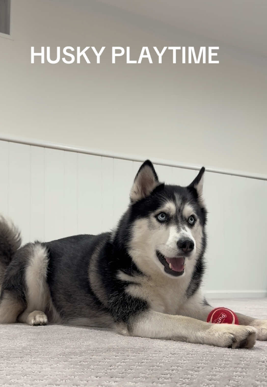 My faves are his prance and when he howls with the ball in his mouth 🥹 hbu? #siberianhusky #husky #huskysoftiktok #huskyplaytime 