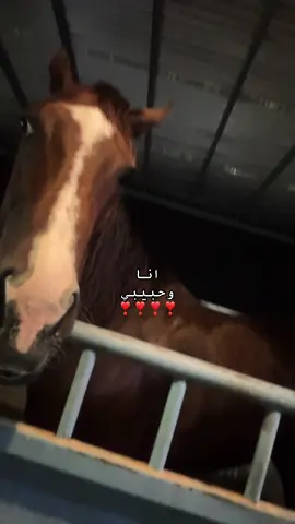 اهخخ حبيبي هو#مربط_ثراء_للفروسية #مالي_خلق_احط_هاشتاقات #خيل_وخياله🐎 #fyp 