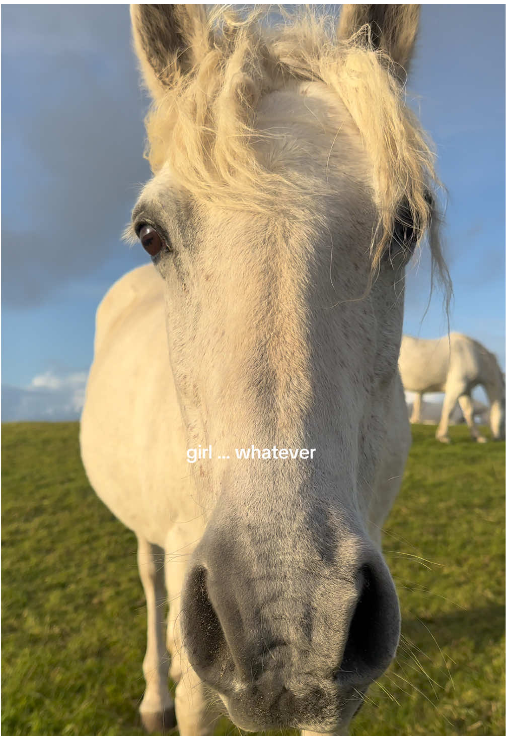 the horses that get it…get it 