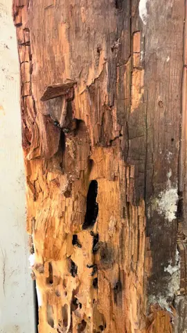 Carpenter Ants creating carpenter jobs. #hrwardenbuilders #mountdesertisland #maine #carpenter 