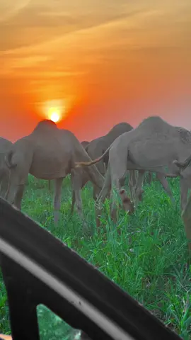 #الخريف_والجو_الجميل🍁🍂 #تصويري_احترافي_الاجواء👌🏻🕊😴 