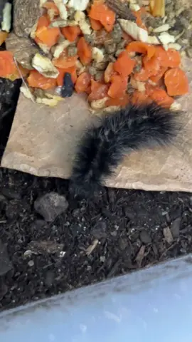 Putting a  habitat together for a caterpillar I found in my garage #catapillar #rescue 