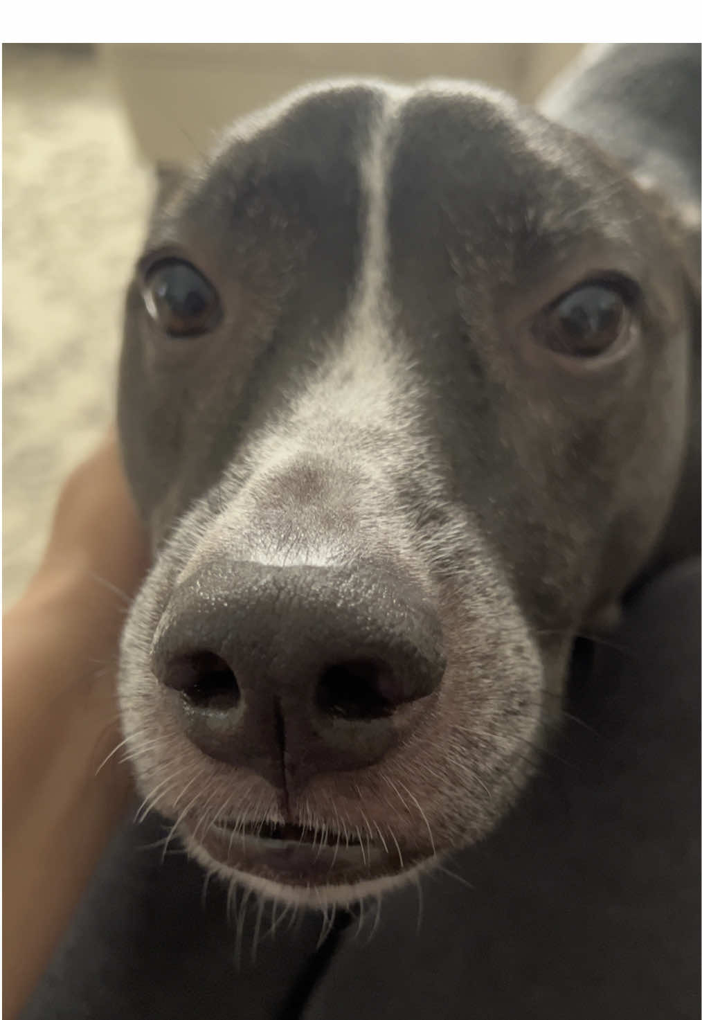 Sweet Milo 🥹 #dogtok #puppylife #doglife #fyp #fall 