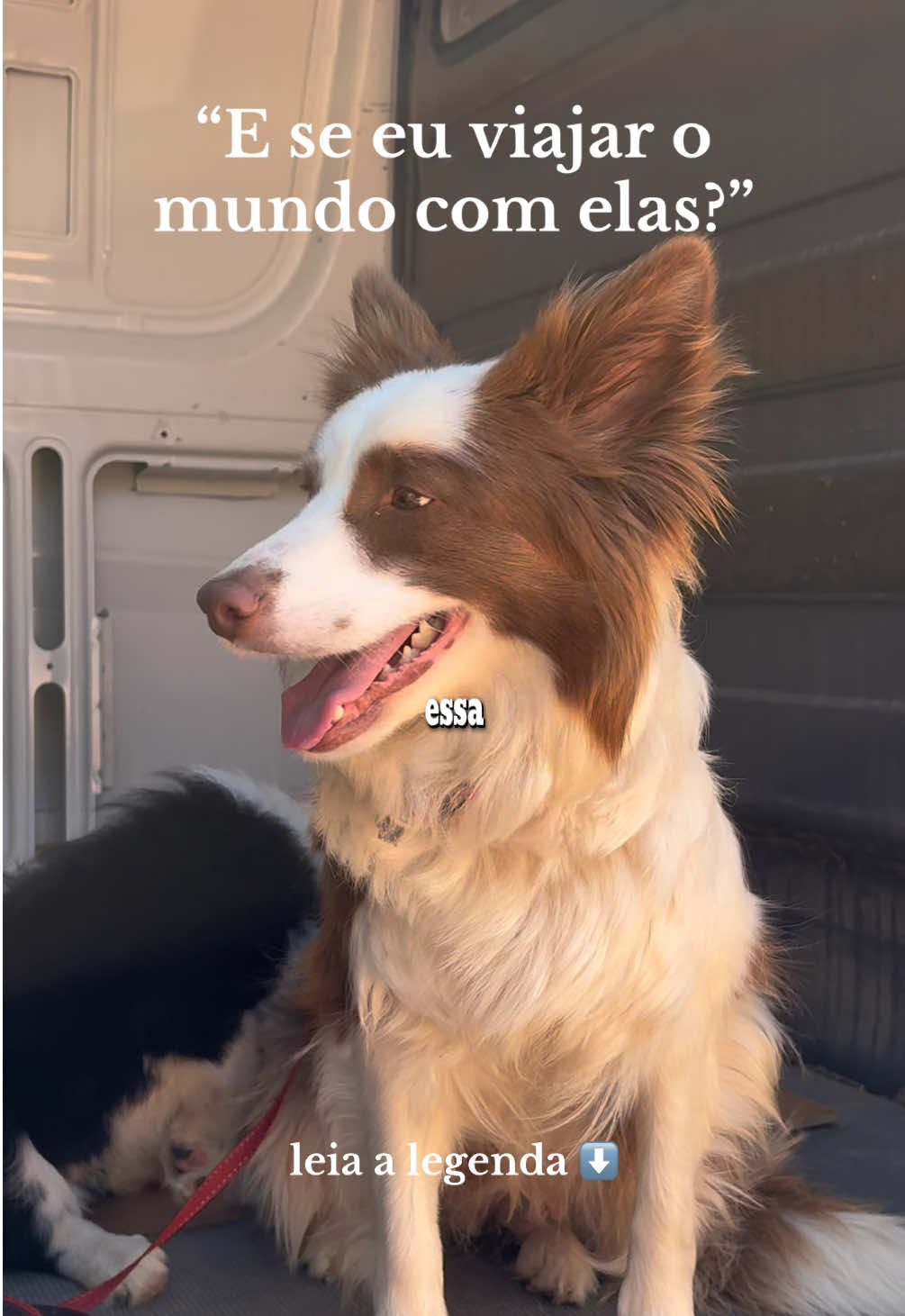Vem acompanhar a gente nessa jornada maluca de construir um Motorhome do ZERO, e viajar o mundo com essas duas!! O primeiro vídeo dessa série ta disponível la no canal da rede vizinha!  Só acessar o link da minha bio! #motorhomebrasil🚐🏕 #motorhome #roadtrip #bordercollie 