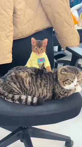 Me next (song: ilyTOMMY - 3 AM) *prod by @khenos* #ilytommy #rap #catsoftiktok #meme #tiktok 