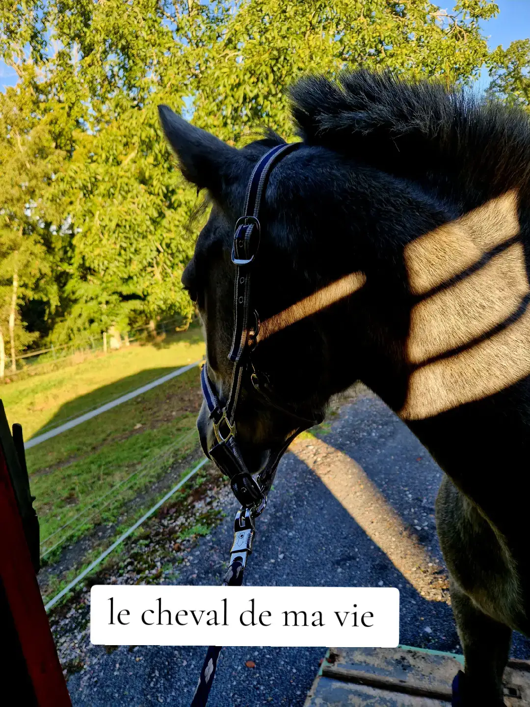 #cheval #chevaux #passion #horse #newforeste 
