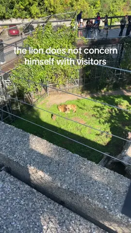 #comozoo 