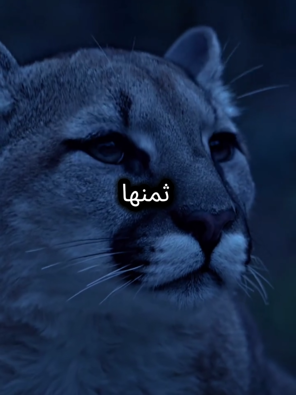 لا تلعب معي دور الاصيل فأنا لا أخطىء في قراءة الناس #الأصيل #كلام_من_ذهب #اقوال_وحكم_الحياة #اقتباسات_عبارات_خواطر #المواقف 
