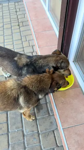 Магазин Mobile Studio-радио рынок Одесса👍🐕❤️#бутелефони #iphone17promax 